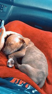 Walk-In Veterinary Care photo 27