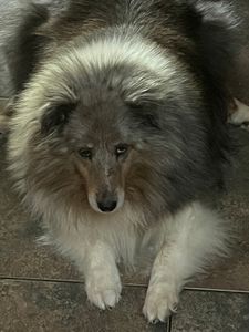 Walk-In Veterinary Care photo 28