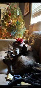 Walk-In Veterinary Care photo 31