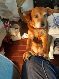 Walk-In Veterinary Care photo 32