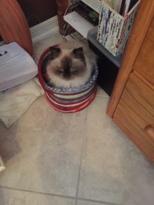 Walk-In Veterinary Care photo 33