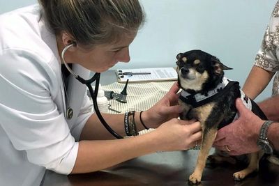 Walk-In Veterinary Care photo 34