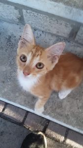 Walk-In Veterinary Care photo 37