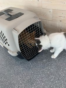 Walk-In Veterinary Care photo 38