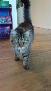 Walk-In Veterinary Care photo 39