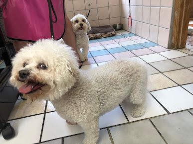 Vicky’s pet boutique