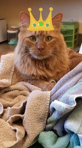 Southbay Animal Hospital photo 5