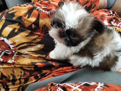 Southbay Animal Hospital photo 6