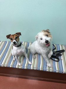 Southbay Animal Hospital photo 8