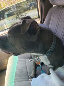 Southbay Animal Hospital photo 10