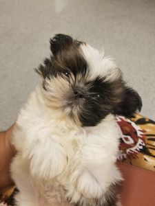 Southbay Animal Hospital photo 11