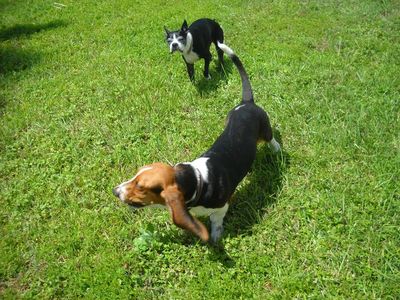 Southbay Animal Hospital photo 12