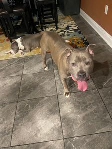 Southbay Animal Hospital photo 13