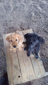 Southbay Animal Hospital photo 16