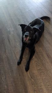 Southbay Animal Hospital photo 17