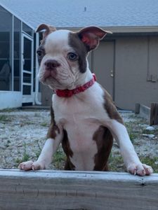 Southbay Animal Hospital photo 18