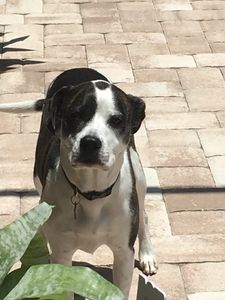 Southbay Animal Hospital photo 19