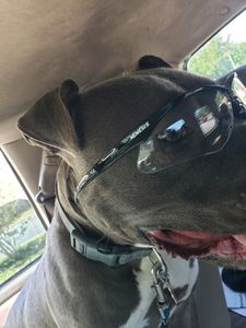 Southbay Animal Hospital photo 20