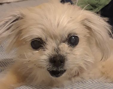 Southbay Animal Hospital photo 21