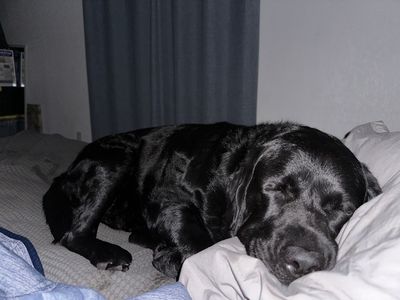 Southbay Animal Hospital photo 22