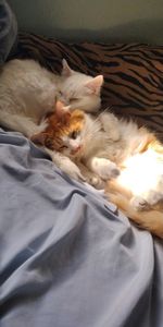 Southbay Animal Hospital photo 23