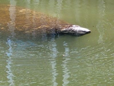 Freedom Boat Club – St. Petersburg: The Harborage photo 10