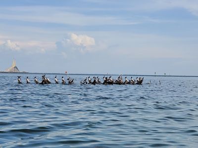 Freedom Boat Club Loggerhead Marina photo 11