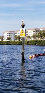 Freedom Boat Club – Anna-Maria Pier 77 photo 30