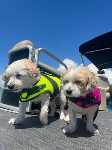 Freedom Boat Club – Anna-Maria Pier 77 photo 32