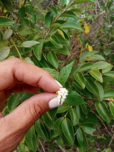 Freedom Boat Club – Anna-Maria Pier 77 photo 33