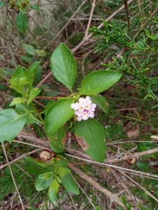 Freedom Boat Club – Anna-Maria Pier 77 photo 19