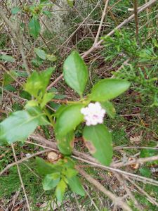 Freedom Boat Club – Anna-Maria Pier 77 photo 40