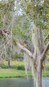 Yacht Club (Northland) at Heritage Harbour Apartments photo 52