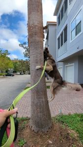 Yacht Club (Northland) at Heritage Harbour Apartments photo 60