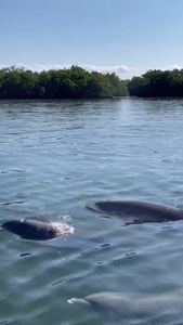 Freedom Boat Club – Sarasota: Marina Jack photo 45