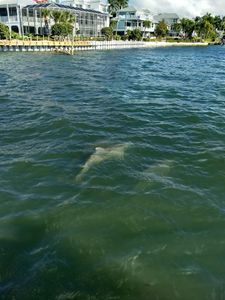 Bradenton Beach Marina photo 79