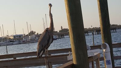 Bradenton Beach Marina photo 27