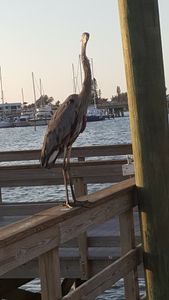 Bradenton Beach Marina photo 63