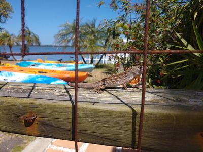 Parrot Cove Marina photo 19