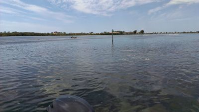 Parrot Cove Marina photo 22