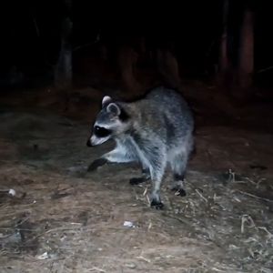 Parrot Cove Marina photo 25