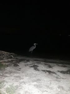 Parrot Cove Marina photo 28