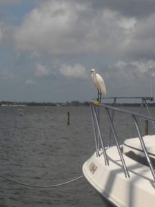 Parrot Cove Marina photo 44