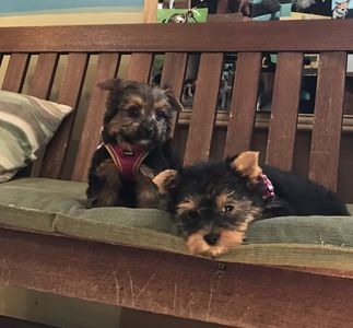 Sandy Paws Grooming & Dogwash