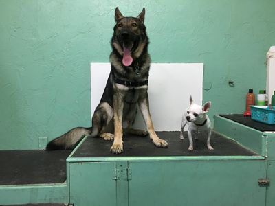 Sandy Paws Grooming & Dogwash photo 2