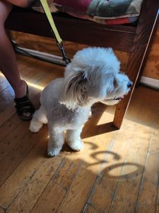 Sandy Paws Grooming & Dogwash photo 3