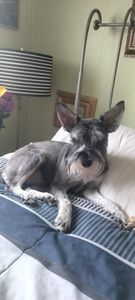 Sandy Paws Grooming & Dogwash photo 4