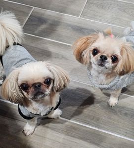 Sandy Paws Grooming & Dogwash photo 5