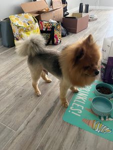 Sandy Paws Grooming & Dogwash photo 6