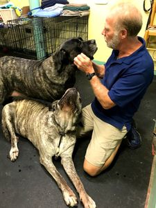 Sandy Paws Grooming & Dogwash photo 8